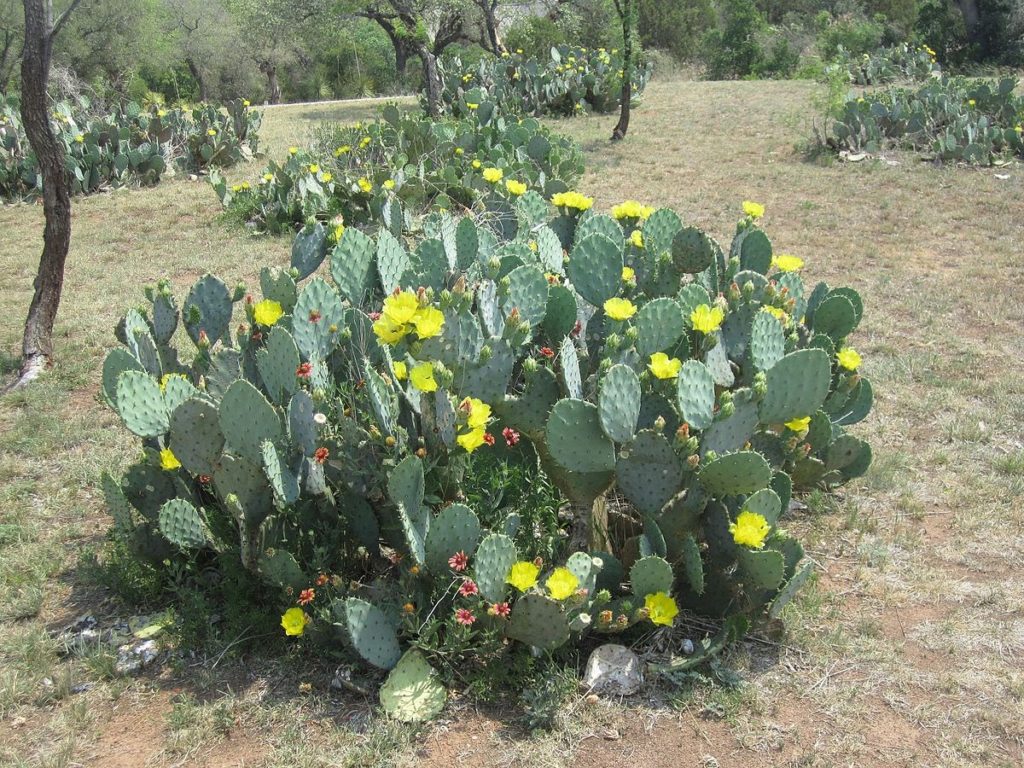 Texas prickly pear clump in bloom with yellow flowers