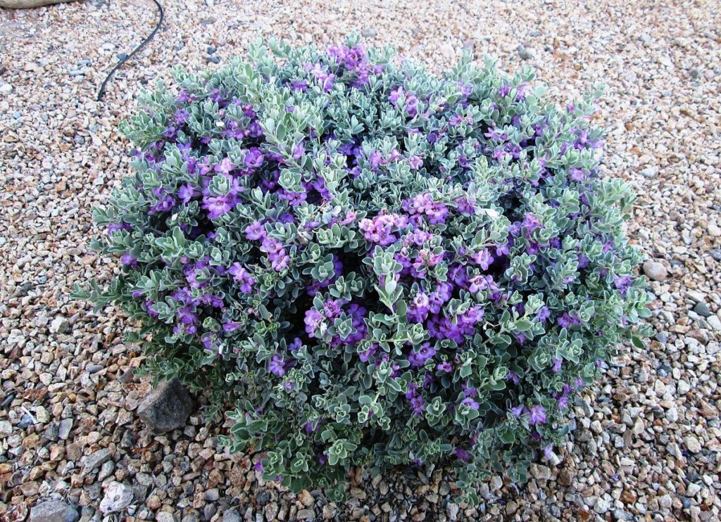 small Texas sage shrub with purple flowers