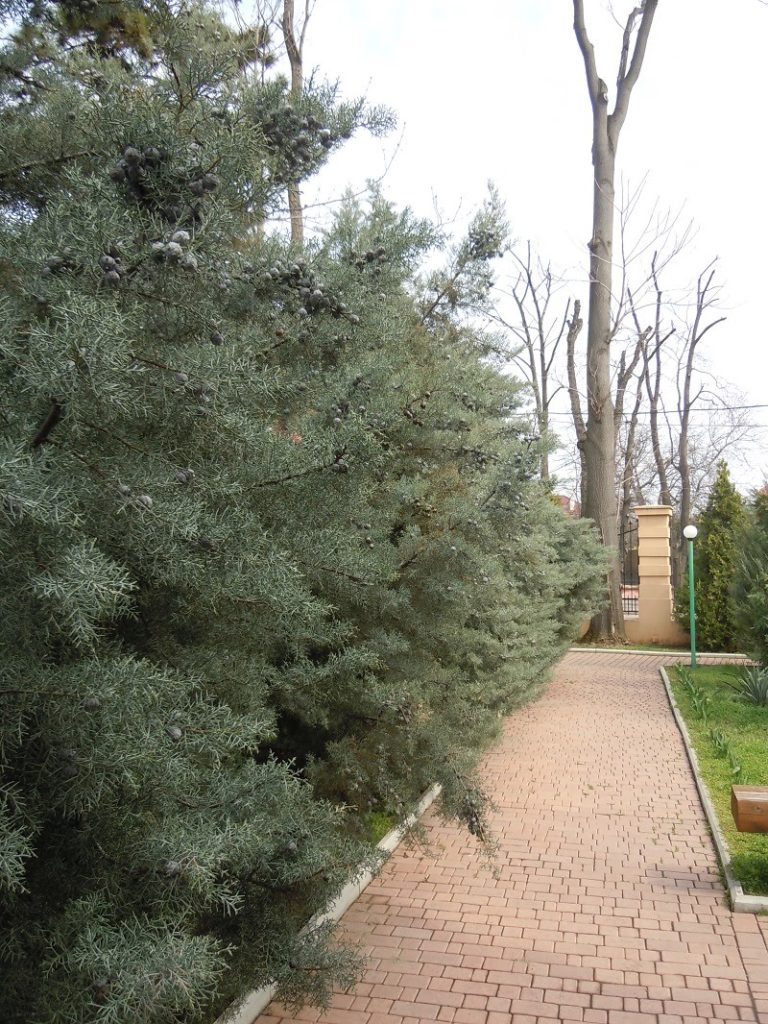 row of Arizona cypress trees lining a sidewalk