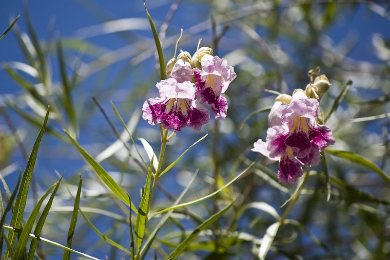 Close up of a desert willow's pink flowers