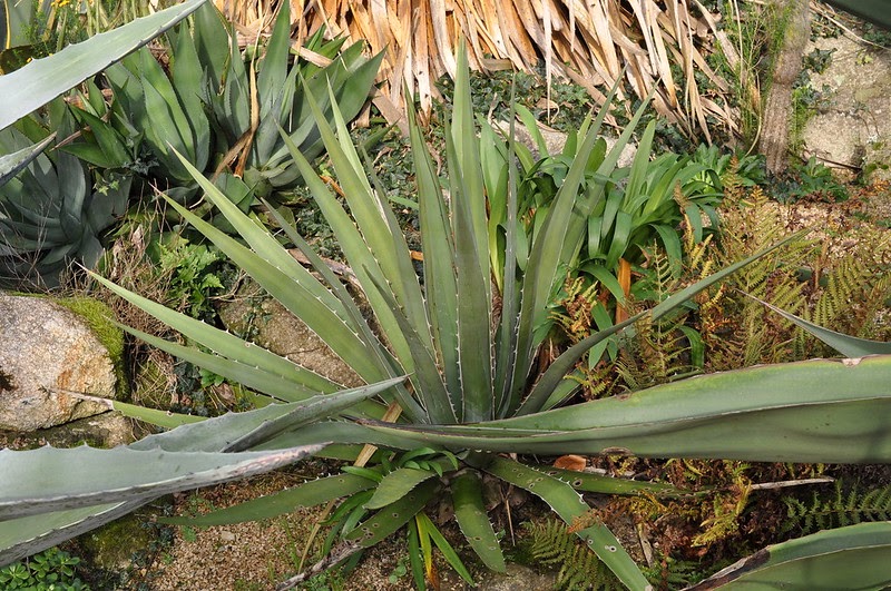 green agave lechuguilla plant