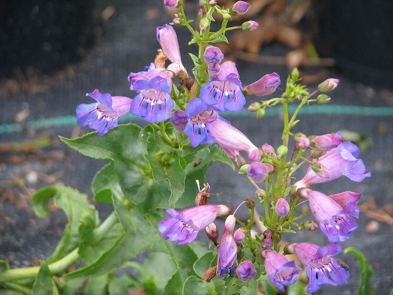Blue-purple beardtongue flowers