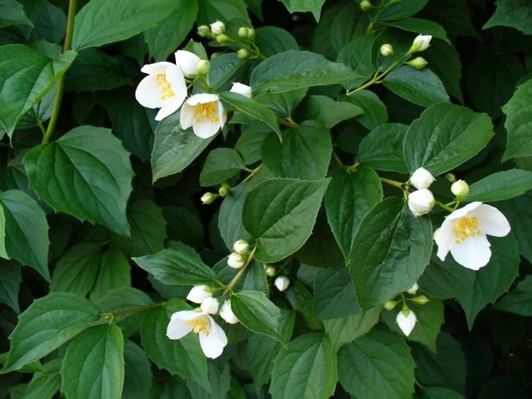 Several white buds and blooms of mock orange sprouting from greenery