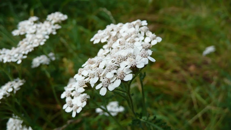 cluster of white yarrow flowers