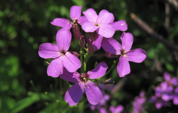 purple blooms of dame's rocket plant