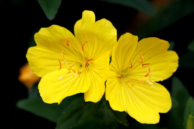Two yellow evening primrose blooms