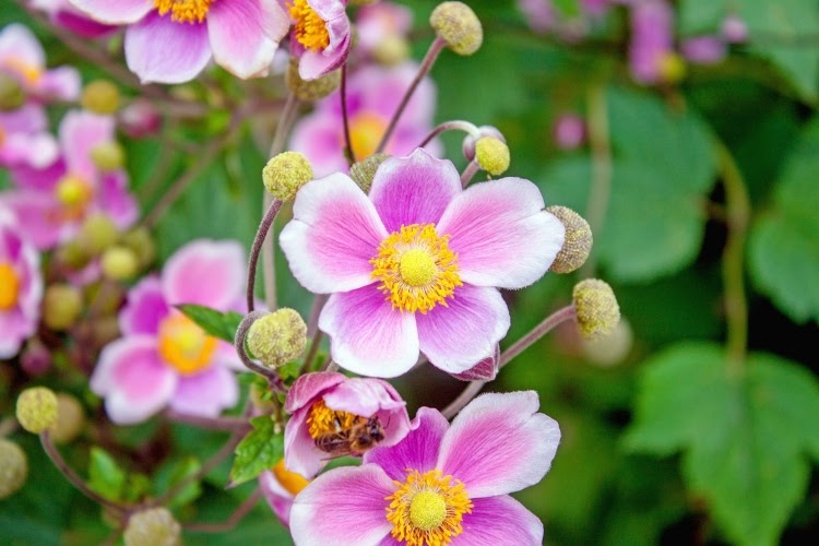 purple and white Japanese anemone plant