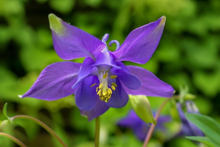 purple columbine flower