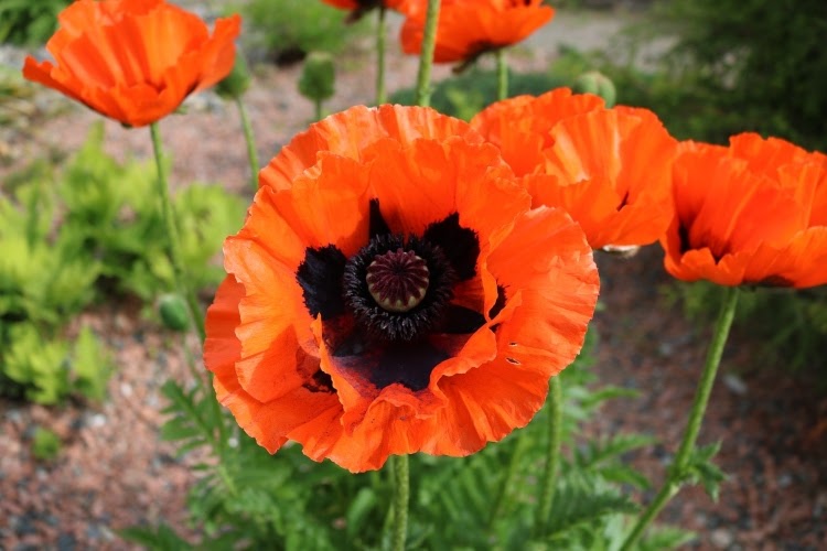 orange poppies in a field