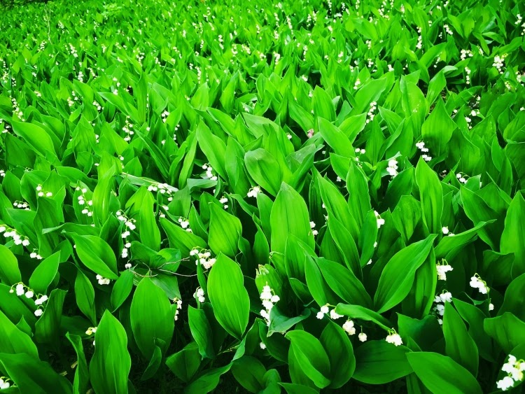 lilies of the valley with white blooms in field
