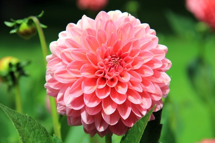 pink dahlia bloom with two buds nearby