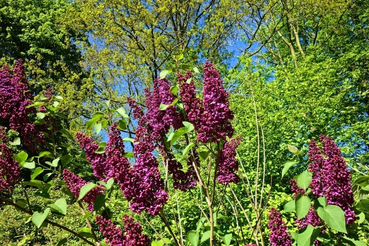 purple lilac in field
