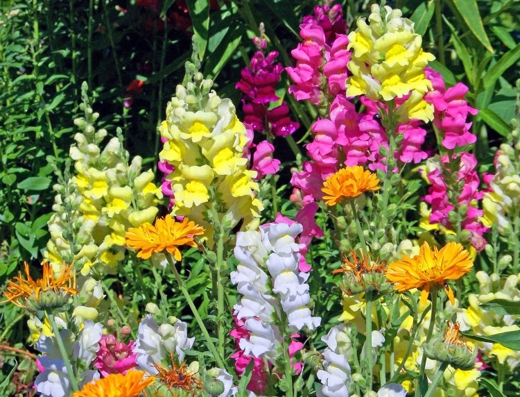 a field of white, pink, and yellow snapdragons