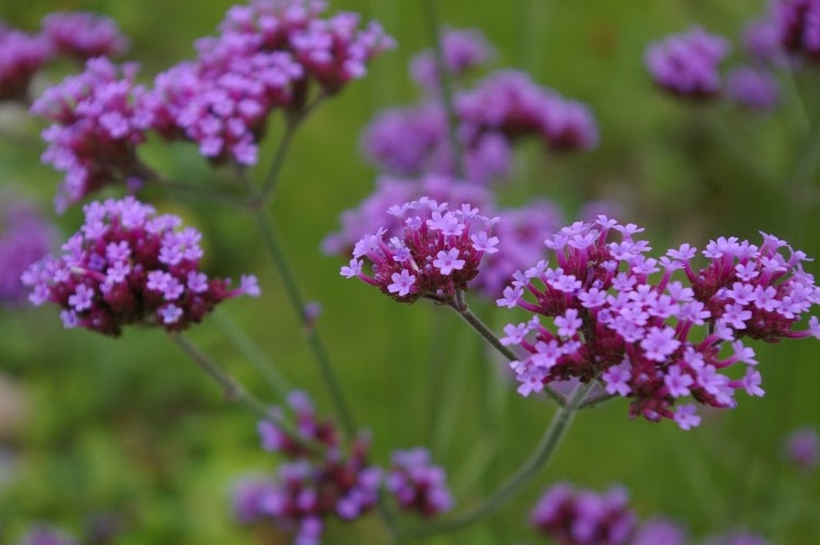 lavender verbena flowers in a field