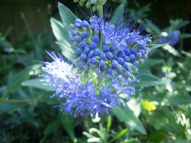 blue caryopteris bloom