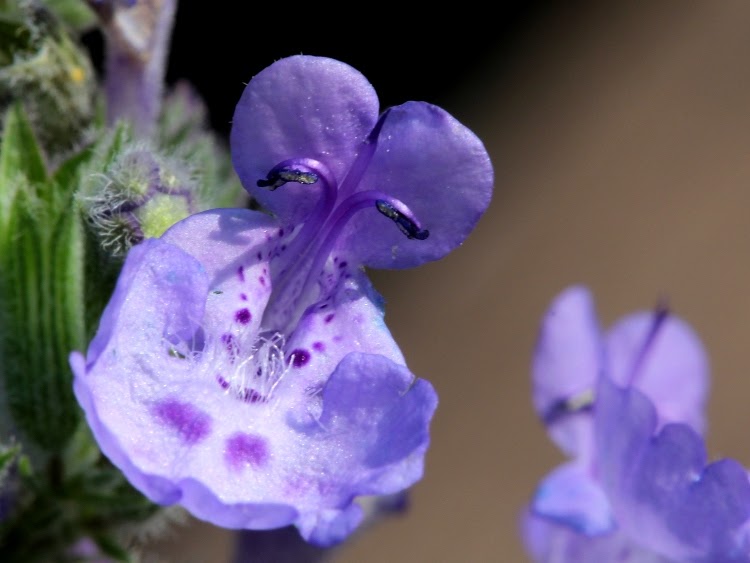 close-up of a purple catmint bloom