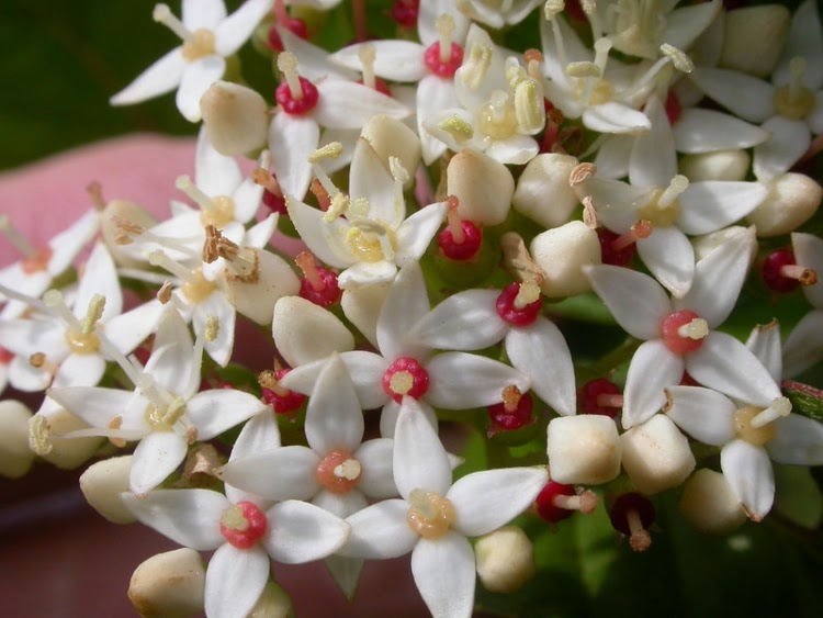 close-up of white flowers of a redtwig dogwood tree
