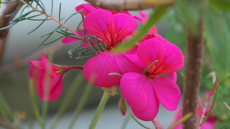 pink zonal geranium blooms