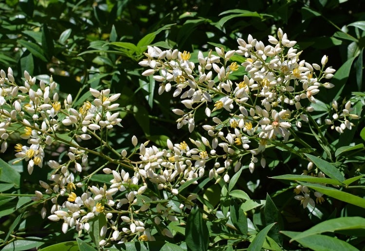 white blooms of a nandina shrub