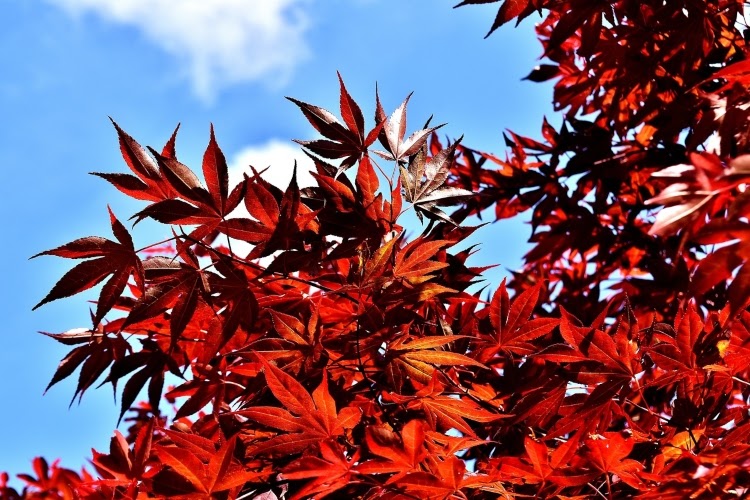 close-up of red leaves on a Japanese maple tree