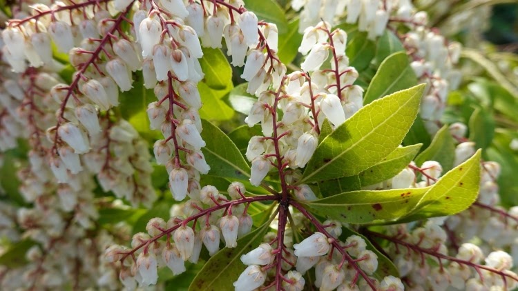 white blooms of an andromeda plant