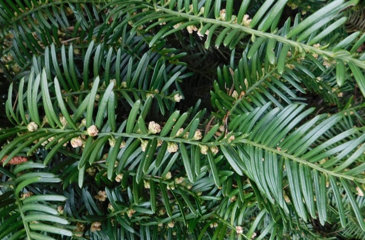 dark green foliage of a Japanese plum yew
