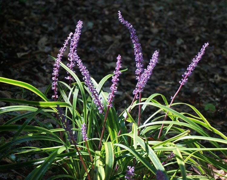 purple variegated liriope blooms coming out of grass-like foliage