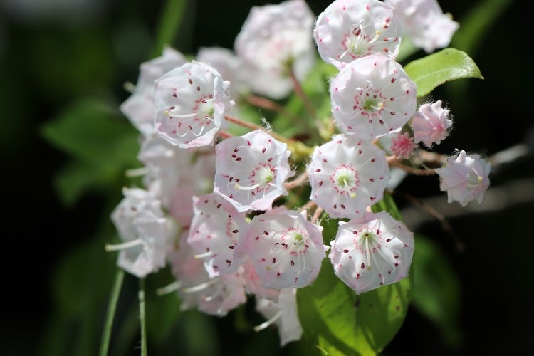 close-up of white mountain laurel flowers