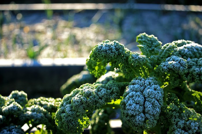 Frosty kale with golden sun in the background