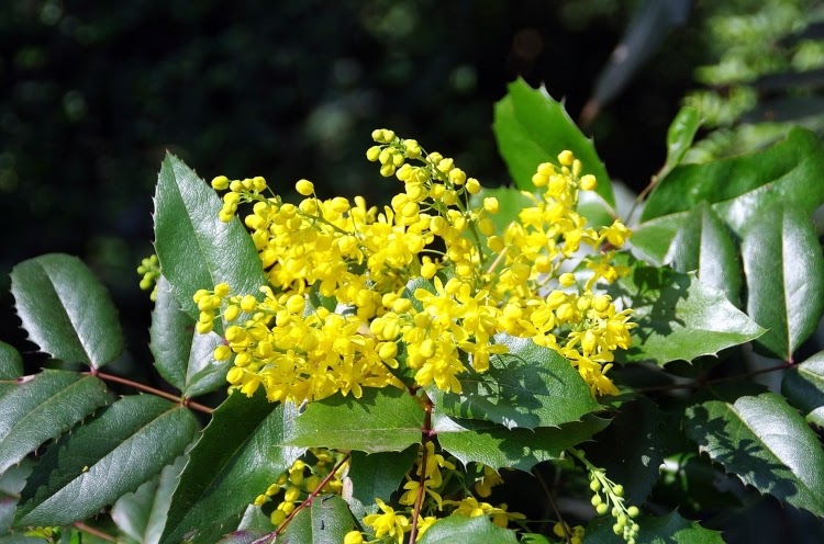 close-up of creeping mahonia's yellow flowers and dark green leaves