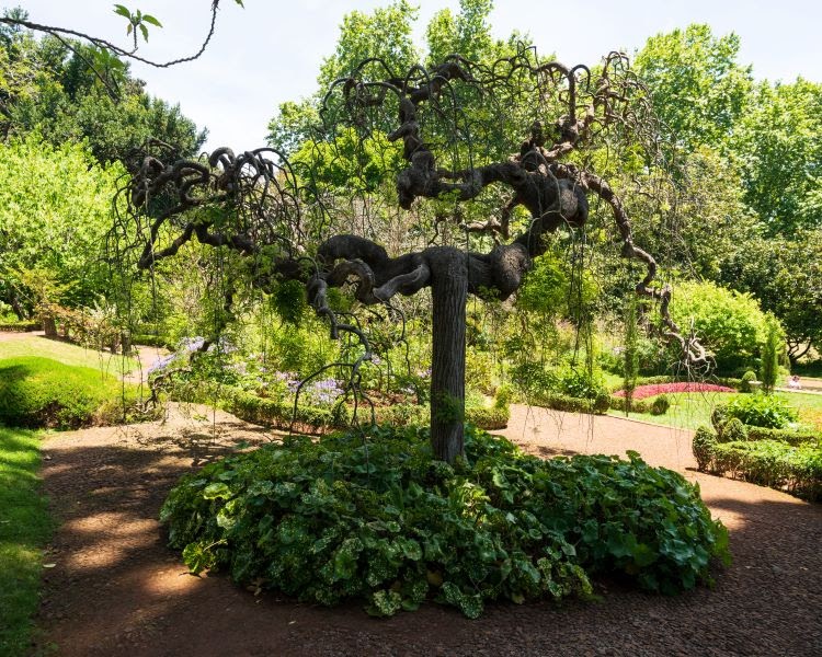 corkscrew willow tree in park
