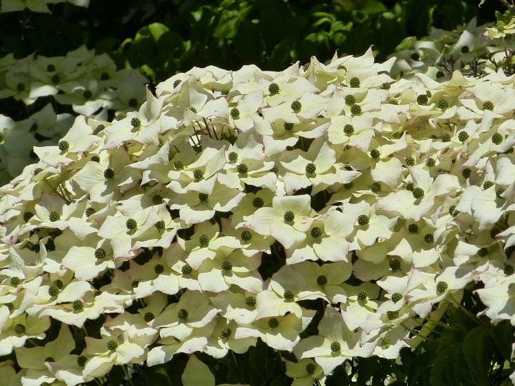close-up of white flowers of a kousa dogwood