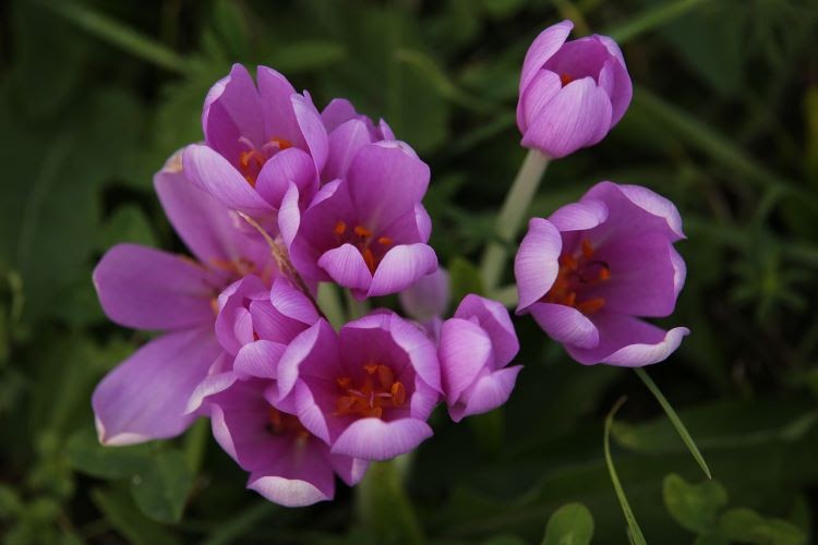 close-up of lavender blooms of an autumn crocus