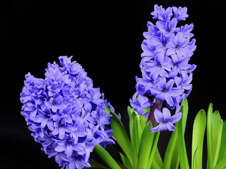 three hyacinth stalks covered in blue flowers