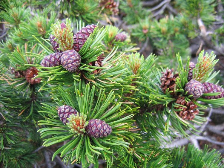 close-up of a mugo pine branch with dark green needles and pine cones