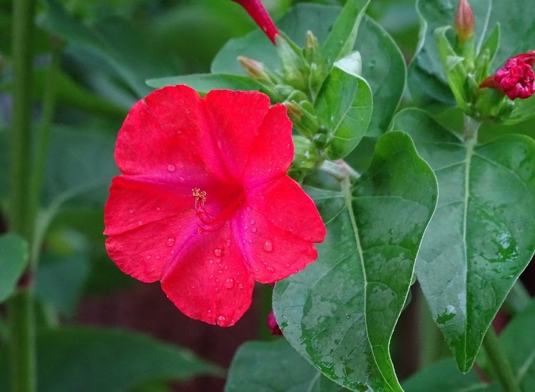 magenta four-o-clock bloom