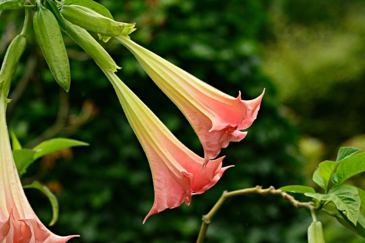 Three, pink angel's trumpet blooms