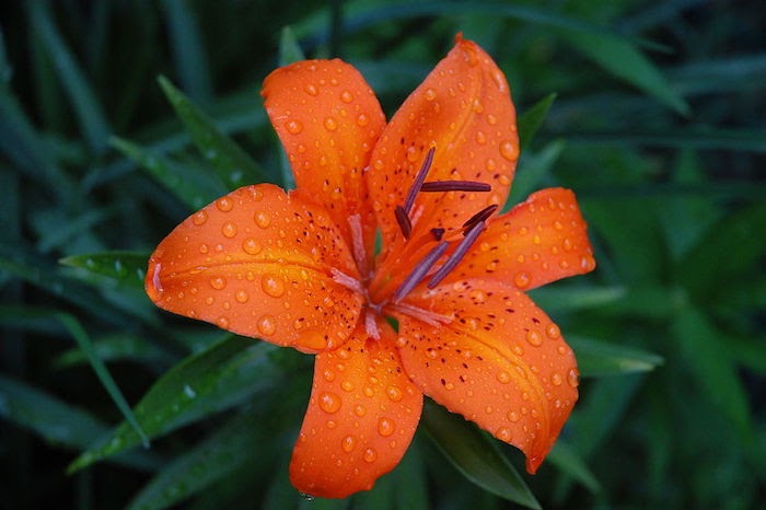Close up of orange tiger lily flower