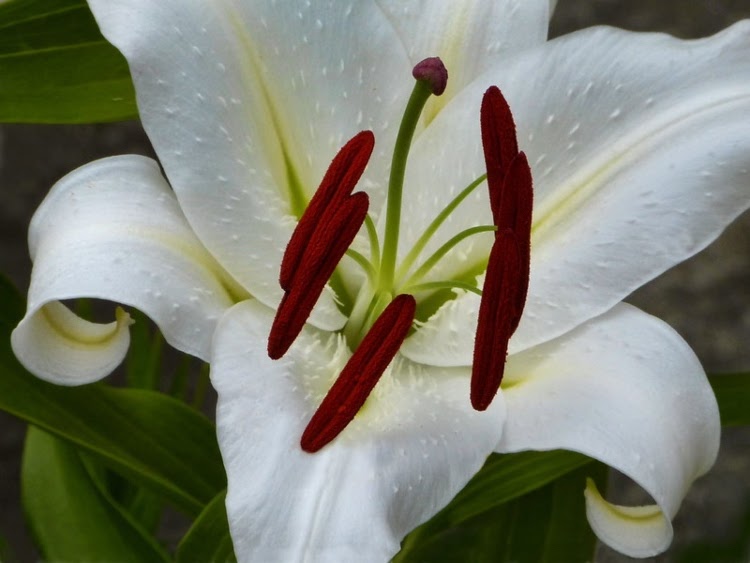 casablanca lily with white petals and maroon center