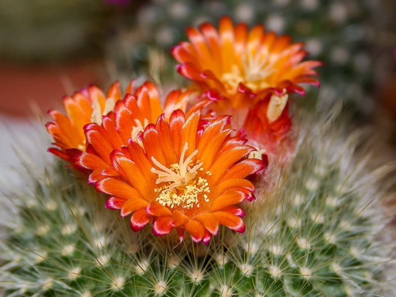Close up image of orange flower on cactus plant