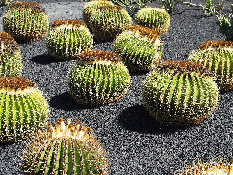 A cluster of barrel cactuses in a bed of black gravel