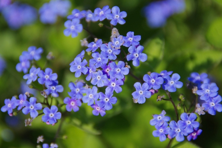 lavender-blue blooms of Siberian bugloss