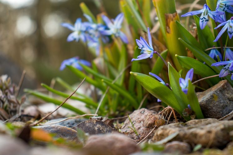 blue spring flowers of siberian squill