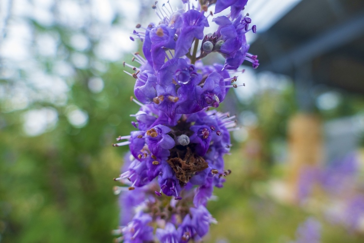 lilac-colored chastetree blooms