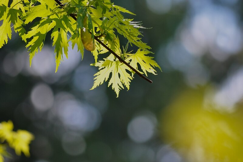 closeup of silver maple leaves