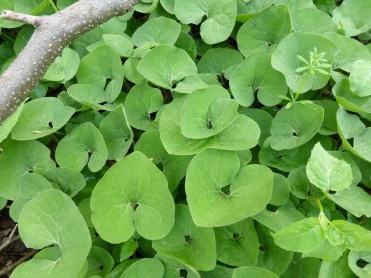 close up of heart-shaped, green leaves of wild ginger