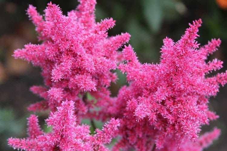 close-up of bright pink, feathery blooms of false goat's beard