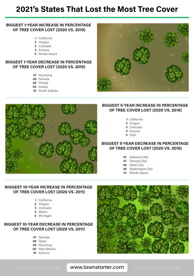 state that lost the most tree cover