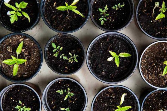 starters in small pots of various plants