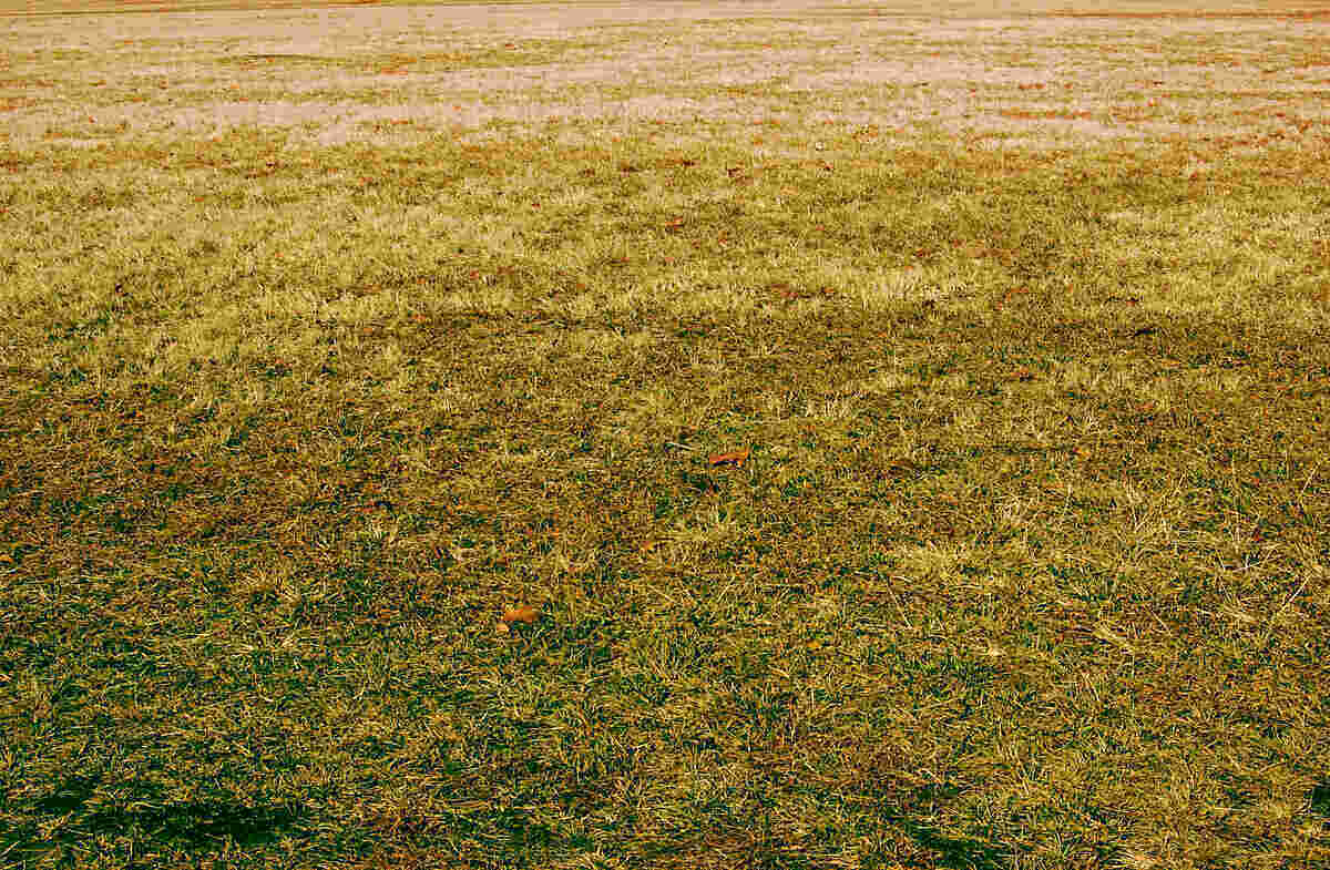 large area of yellow or dead grass